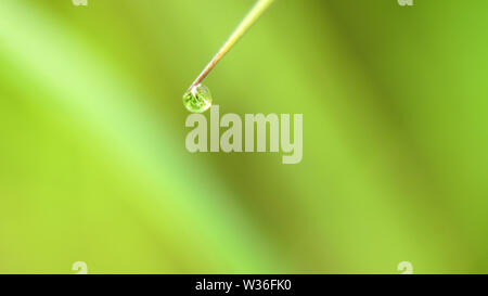 Goutte de rosée dans le matin avec des feuilles de la lumière du soleil. Gouttes d'eau sur l'herbe verte. Gouttes d'eau sur lea vert frais close up, macro. Banque D'Images