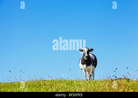 Vache solitaire sur le pré contre fond de ciel bleu Banque D'Images