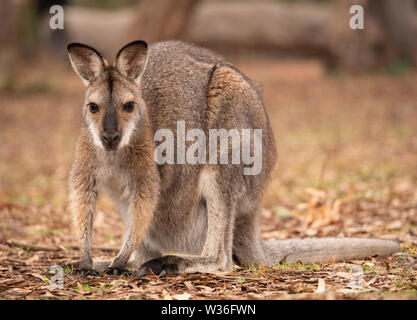 Red-necked Wallaby, Macropus rufogriseus, femme dans la brousse près de Dubbo dans le centre ouest de la Nouvelle Galles du Sud, Australie Banque D'Images