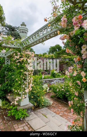 Roses l'ascension d'une pergola en bois sur la terrasse à Rose les jardins Bodnant, Conwy, Pays de Galles, Royaume-Uni Banque D'Images