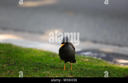 Jvan Myna (Acridotheres javanicus) à chercher de la nourriture dans l'herbe Banque D'Images