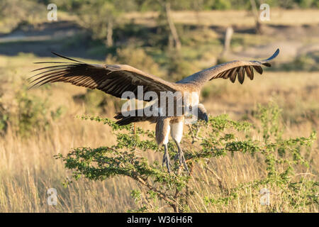 Vautour africain arrive pour landing Banque D'Images