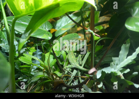 Lézard dans un vivarium dans la galerie d'Histoire Naturelle de Manchester Museum, Royaume-Uni. Une partie de l'Université de Manchester Banque D'Images