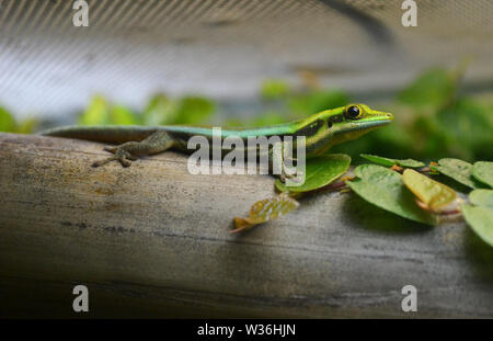 Lézard dans un vivarium dans la galerie d'Histoire Naturelle de Manchester Museum, Royaume-Uni. Une partie de l'Université de Manchester Banque D'Images