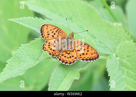 Brenthis ino, connu comme le moindre marbled fritillary, un papillon de la famille des Nymphalidae Banque D'Images