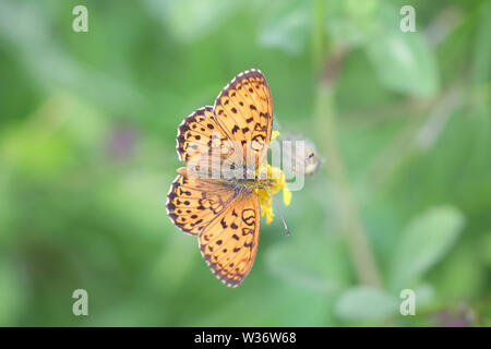 Brenthis ino, connu comme le moindre marbled fritillary, un papillon de la famille des Nymphalidae Banque D'Images