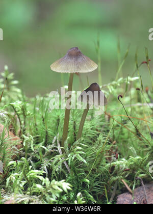 Bord d'olive bonnet, Mycena viridimarginata de champignons sauvages, Finlande Banque D'Images