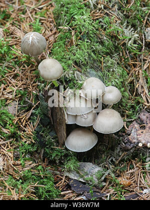 Mycena abramsii, connu sous le capot de l'été, un champignon sauvage de la Finlande Banque D'Images