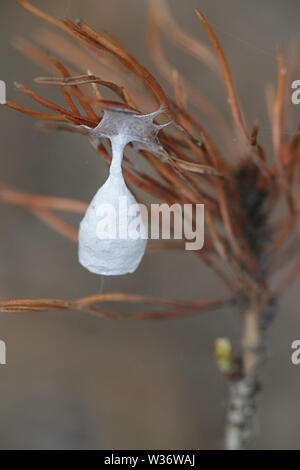 Spider blanc cocon ou cocon d'Agroeca brunnea, une espèce d'araignée dans la famille Liocranidae Banque D'Images