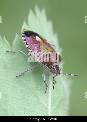 Dolycoris baccarum, connue comme la prunelle bug, une espèce de shield bug dans la famille Pentatomidae Banque D'Images