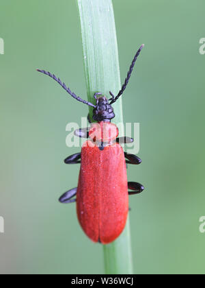 Pyrochroa coccinea, connu comme le cardinal beetle ou le cardinal à tête noire beetle Banque D'Images