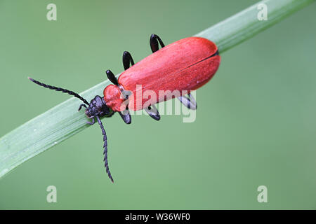 Pyrochroa coccinea, connu comme le cardinal beetle ou le cardinal à tête noire beetle Banque D'Images