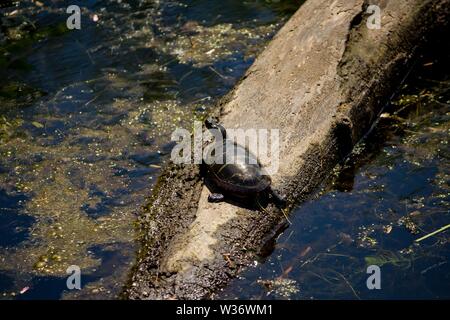 Gros plan d'une tortue peinte reposant sur une branche dans l'eau Banque D'Images