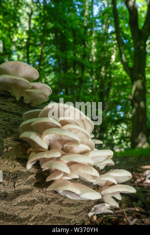 Veiled pleurote Pleurotus dryinus/champignons, au milieu de l'été, dans le vieux bois oxfordshire Banque D'Images