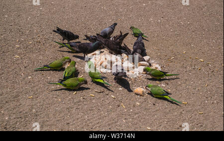 Les perroquets et les pigeons manger le pain sec sur la plage Banque D'Images