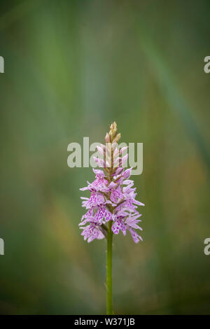 La commune ; Orchidée Dactylorhiza fuchsii, été dans les anciens pâturages Banque D'Images