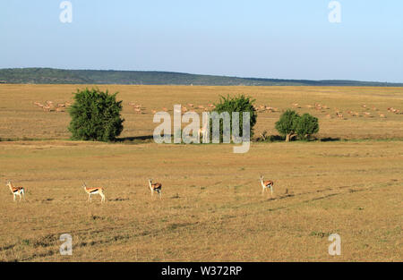 Paysage de prairies avec des éléphants d'Afrique Loxodonta africana mi-distance sur le Masai Mara National Reserve Kenya Afrique de l'est bleu ciel distance Banque D'Images