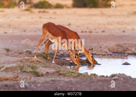 Deux des impalas Aepyceros melampus, étirer pour boire de l'eau à trou d'eau, Ol Pejeta Conservancy, Kenya, Afrique de l'Est. Copie espace wild African Safari Banque D'Images
