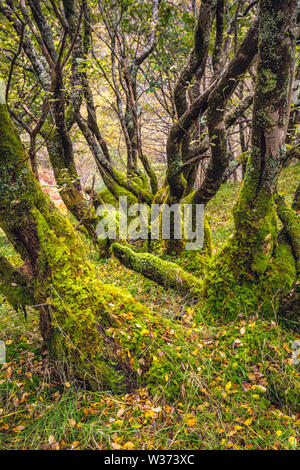 Forêt enchantée près de Glen Nevis Ecosse. Photo montre de lichen et de mousse sur le sol de la forêt parmi les arbres. Banque D'Images