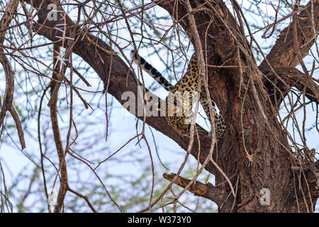 Léopard, Panthera pardus, grimper grimper dans l'arbre. La Réserve nationale de Samburu, Kenya, Afrique. Caché par les branches d'arbres, le grand chat descendre Banque D'Images