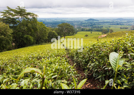 De belles plantations de thé de Mulanje au Malawi. Banque D'Images