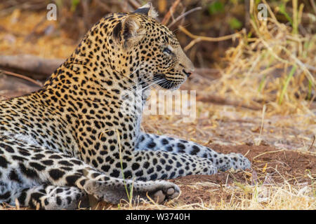 Profil de léopard, Panthera pardus, la réserve nationale de Samburu, Kenya, Afrique de l'Est. Close up détails et la texture de la fourrure Banque D'Images