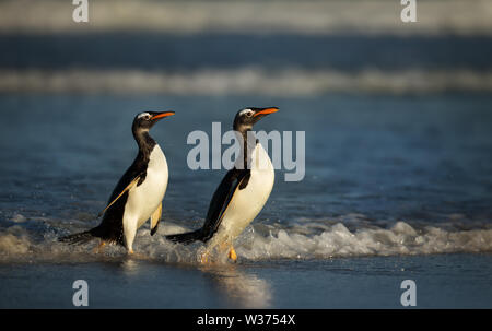 Deux manchots revenant de l'océan, îles Falkland. Banque D'Images