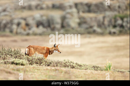 Close up d'un Éthiopien rares et menacées de loup (Canis simensis) traversée des montagnes de balle, de l'Éthiopie. Banque D'Images