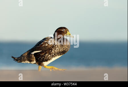 Îles Falkland steamer duck marche sur la côte de l'océan, îles Falkland. Banque D'Images