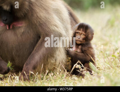 Close up d'un jeune singe Gélada curieusement à de derrière sa mère, l'Éthiopie. Banque D'Images