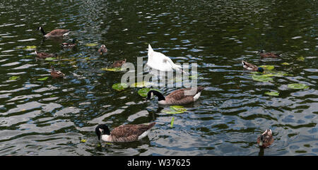 Un cygne (Cygnus atratus) RSS de la rivière, entouré par les bernaches du Canada (Branta canadensis) et un certain nombre de Canards colverts (Anas) platyrhynchoson Banque D'Images