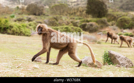 Près d'un singe Gélada femelle, montagnes du Simien, l'Éthiopie. Banque D'Images