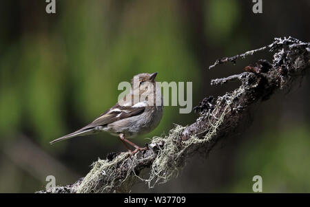 Chaffinch, Chaffinch commun, Fringilla coelebs, femme assise sur branche avec des lichens Banque D'Images