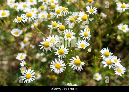 Fleurs de camomille blanche dans le pré, fond vert macro closeup Banque D'Images