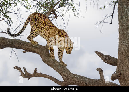 African Leopard (Panthera pardus) marche sur branche d'arbre en arbre d'acacia, Masai Mara, Kenya Banque D'Images