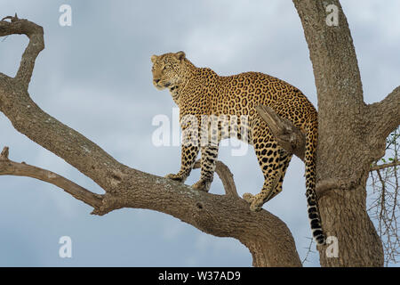 African Leopard (Panthera pardus) Comité permanent en acacia, Masai Mara, Kenya Banque D'Images