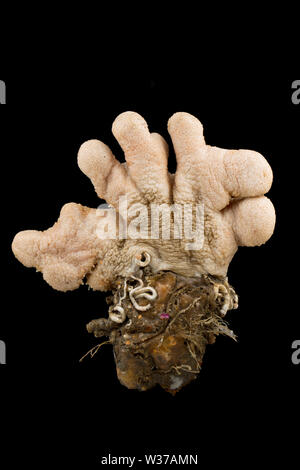 Un exemple de la coral appelé Dead Men's Fingers, Alcyonium digitatum, attaché à un rocher et photographié dans un studio sur un fond noir. Dorset Banque D'Images