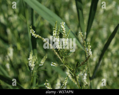 Close up de Melilotus albus, également connu sous le nom de miel de trèfle, Bokhara clover (Australie), mélilot, ou blanc mélilot, fleurit en été Banque D'Images