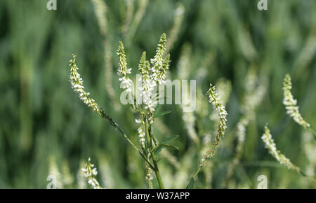 Close up de Melilotus albus, également connu sous le nom de miel de trèfle, Bokhara clover (Australie), mélilot, ou blanc mélilot, fleurit en été Banque D'Images