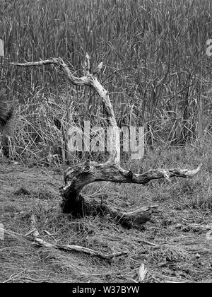 Gulf Shores, AL USA - 05/08/2019 - Dead Tree Branches en marais en B&W Banque D'Images