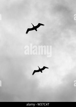 Gulf Shores, AL USA - 05/08/2019 - Silhouette de deux pélicans bruns dans B&W Banque D'Images