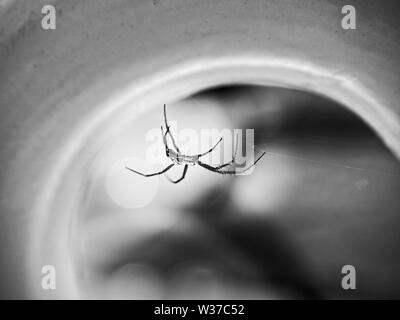 The Woodlands, TX USA - 05/24/2019 - Spider en cercle jaune 1 en B&W Banque D'Images