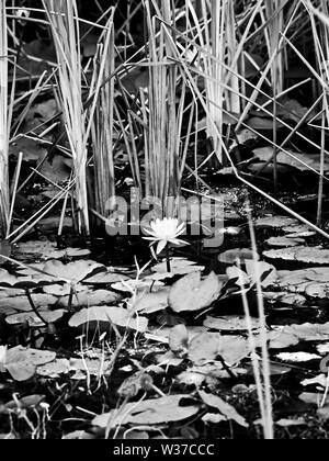 Gulf Shores, AL USA - 05/08/2019 - White Lily Pond 1 B&W Banque D'Images