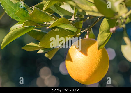 Oranges mûres suspendu à un arbre dans le jardin de fruits en Turquie Banque D'Images