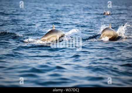 Paire de dauphins nagent dans l'océan Banque D'Images