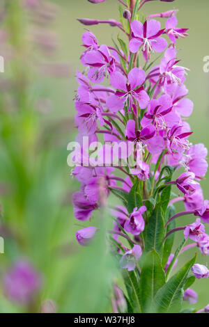 Fleur de Rosebay Willowherb (Chamaenerion angustifolium) également connu sous le nom comme il l'Épilobe fleurit généralement après un incendie Banque D'Images