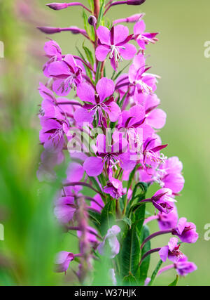 Fleur de Rosebay Willowherb (Chamaenerion angustifolium) également connu sous le nom comme il l'Épilobe fleurit généralement après un incendie Banque D'Images