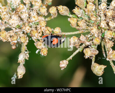 Coccinelle arlequin (Harmonia axyridis), également connu sous le nom de la coccinelle asiatique, sur le capitule de Queen Anne's Lace, cette coccinelle est une espèce envahissante Banque D'Images