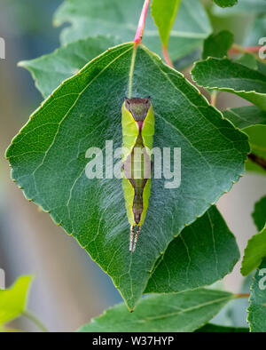 La larve de Chat Botté (Cerura vinula) accroché à un peuplier leaf Banque D'Images