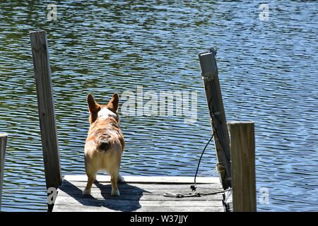 Un sable rouge Pembroke Welsh Corgi Banque D'Images